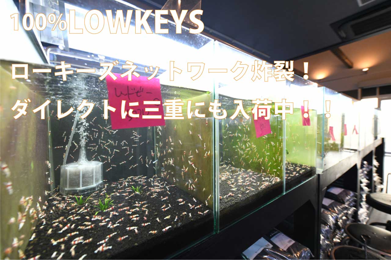 ���[�L�[�Y�O�d�_�C���N�gLOWKEYS�l�b�g���[�N