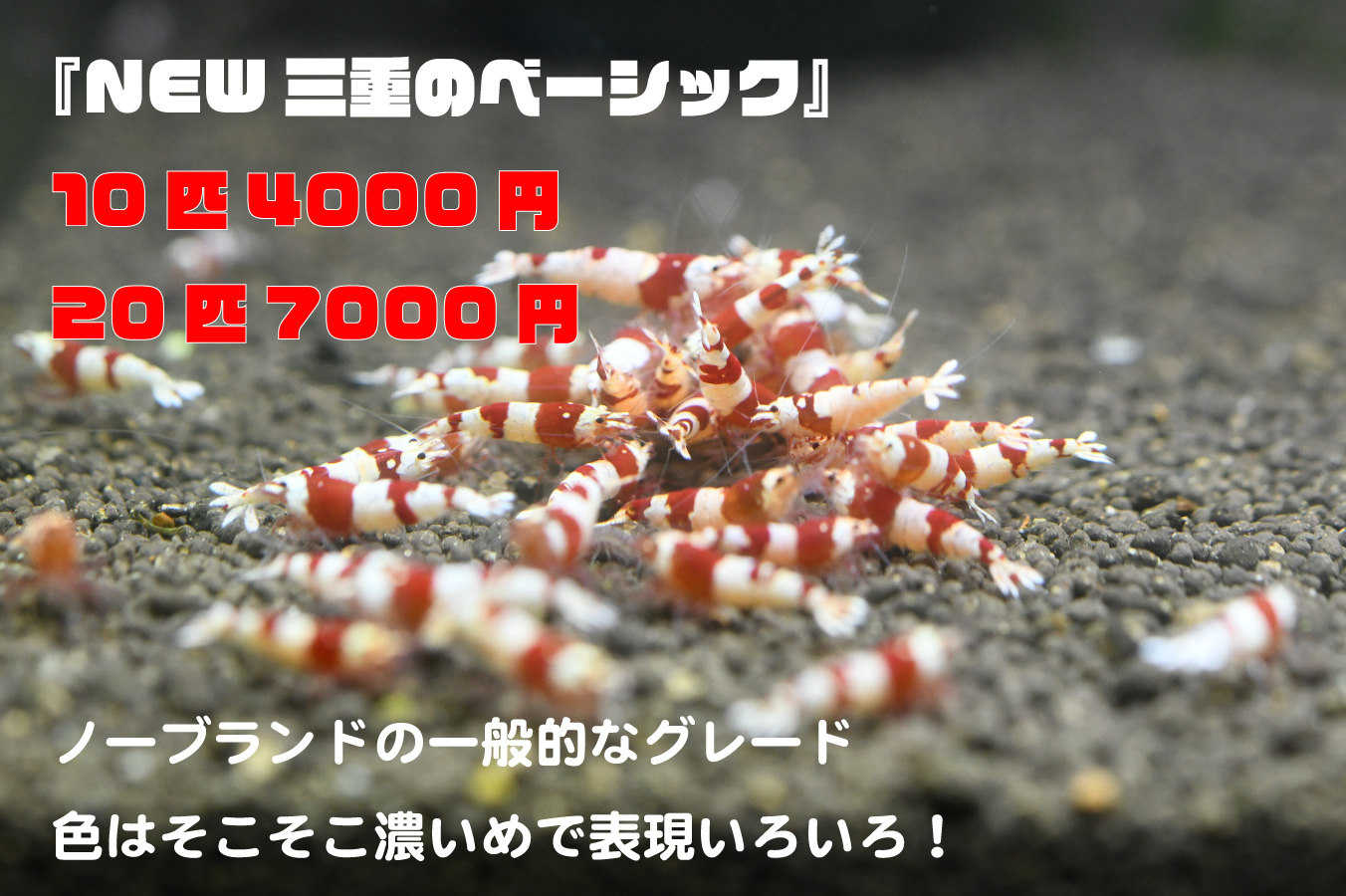 NEW�O�d�̃x�[�V�b�N