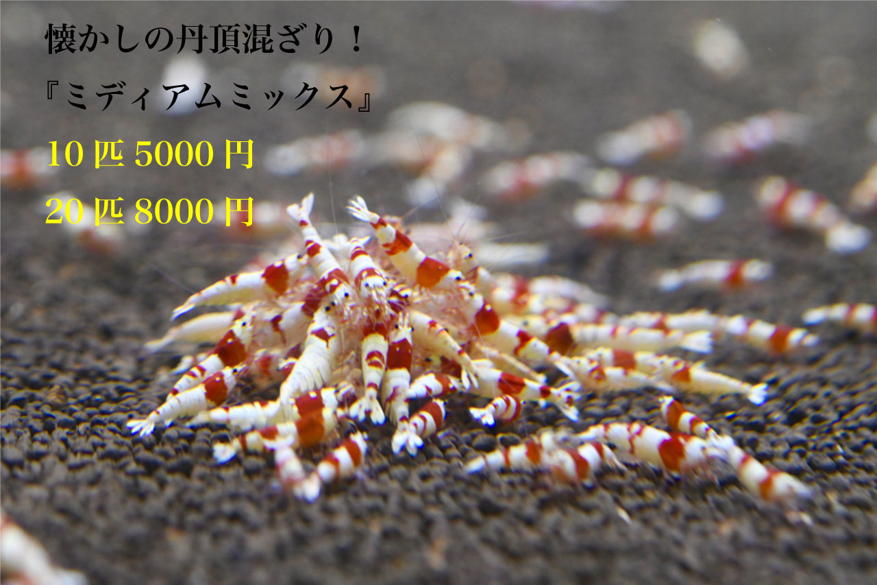 �O��������I
