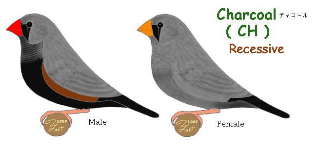 Mutações de Mandarins na Austrália Charcoal