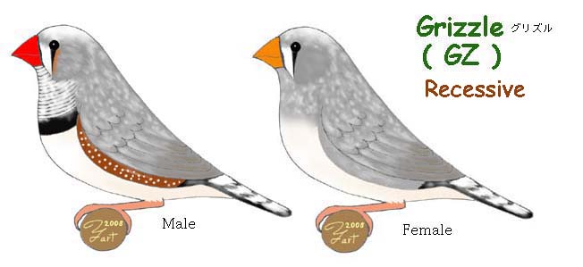 Mutações de Mandarins na Austrália Grizzle