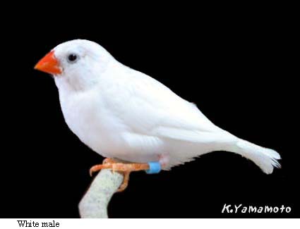 キンカフリーク 錦華鳥 ホワイト