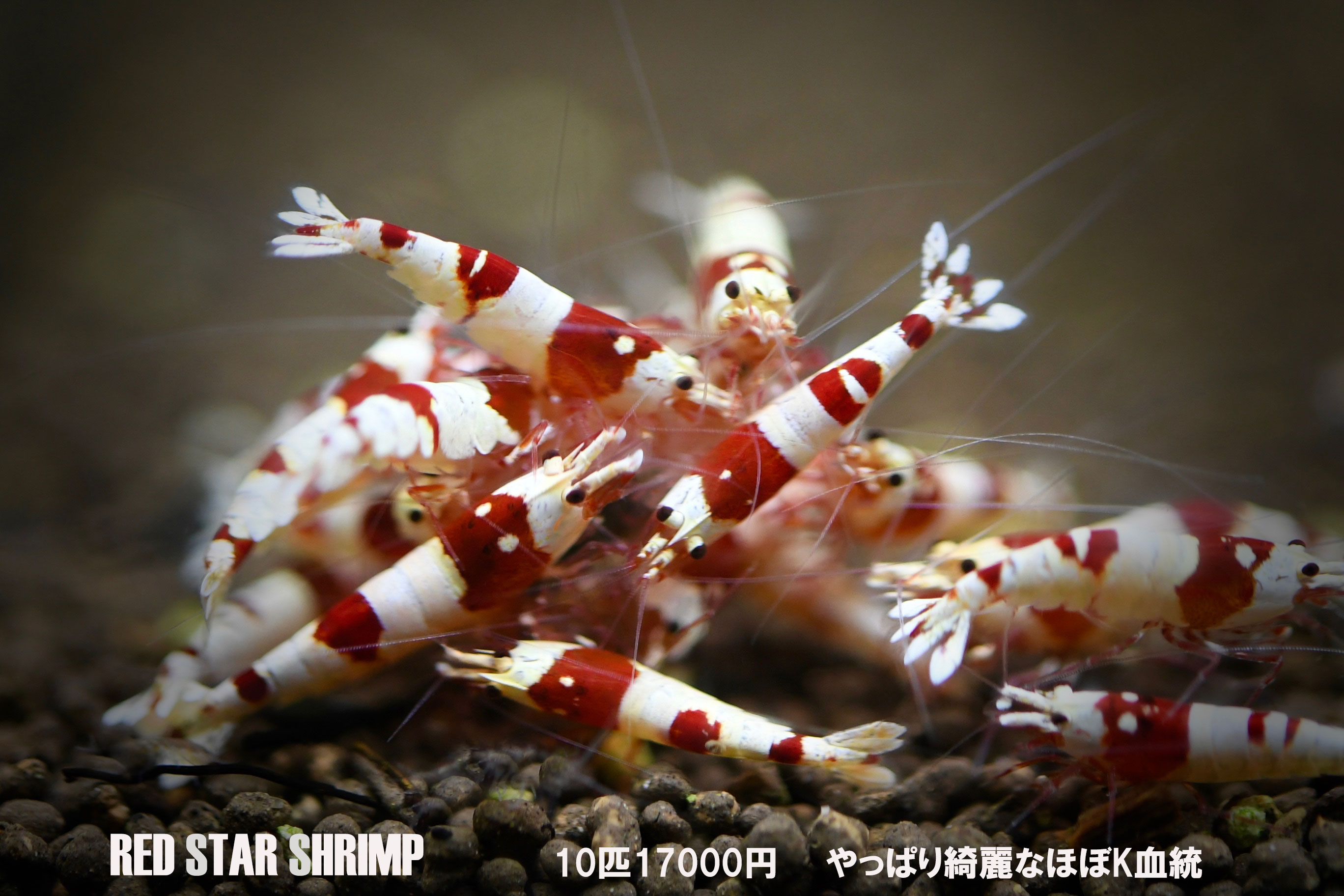 redstarshrimp