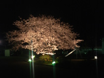 桜ライトアップ