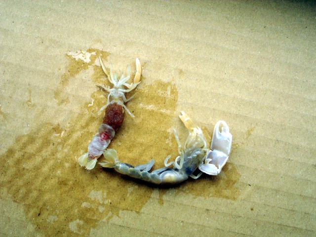 釣り餌の話