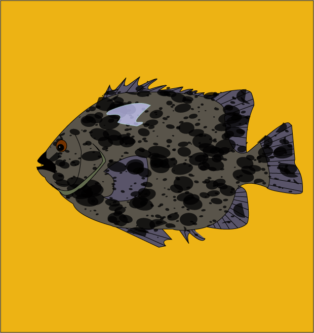 fish